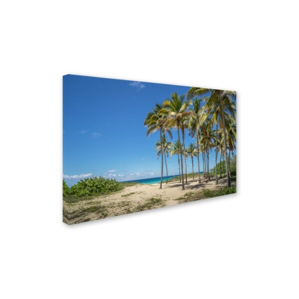 Robert Harding Picture Library 'Palm Trees' Canvas Art,30x47